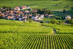 Vitigni di Pommard nelle campagne di Beaune, Francia.
