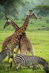 Zebre e giraffe nell'Arusha National Park in Tanzania