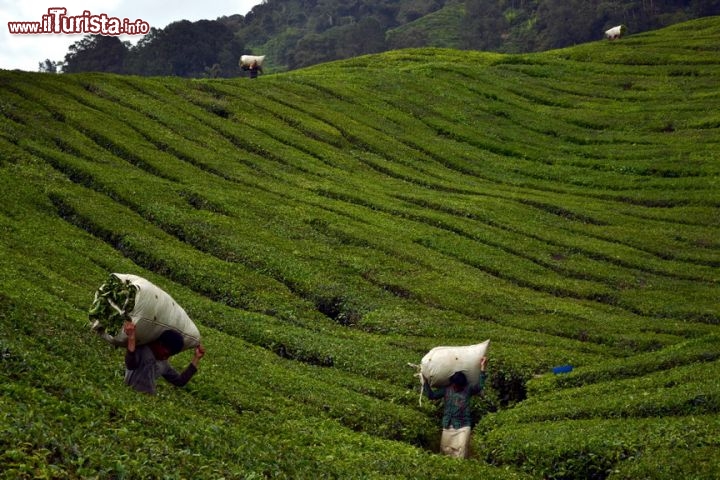 Le foto di cosa vedere e visitare a Cameron Highlands