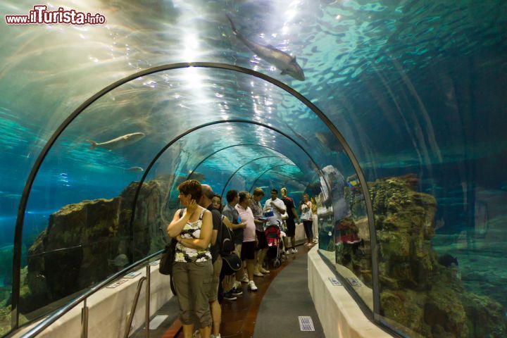 Immagine Tunnel di vetro all'acquario di Barcellona, Spagna. L'attrazione maggiore dell'acquario è l'Oceanarium dove si possono ammirare squali e altre specie marine grazie al grande tunnel trasparente lungo ben 80 metri - © 321837920 / Shutterstock.com