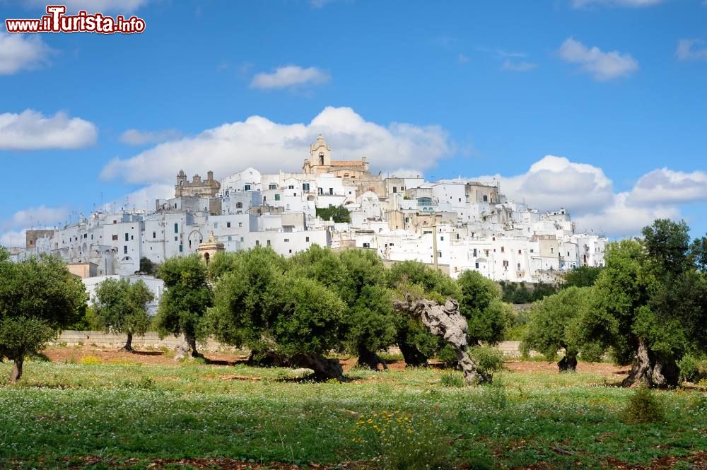 Immagine Un campo di ulivi e il borgo bianco di Ostuni in Puglia.