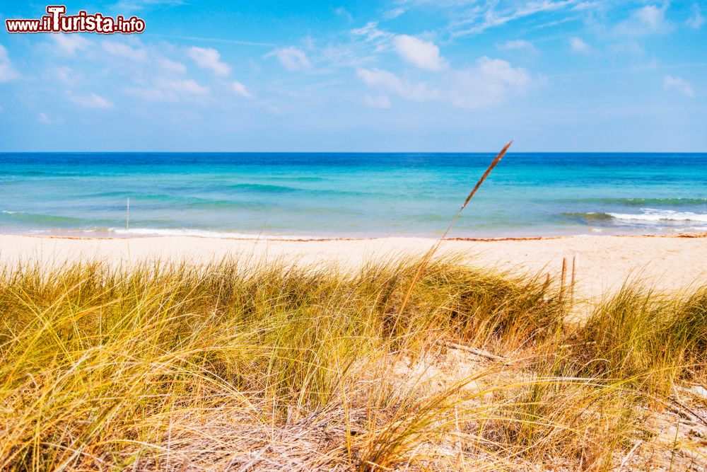 Immagine Un tratto selvaggio della Spiaggia del Fiume Morelli vicino ad Ostuni in Puglia.