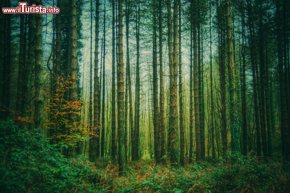 Immagine Una fitta foresta nel cuore del Parco Nazionale dell'Aspromonte in Calabria