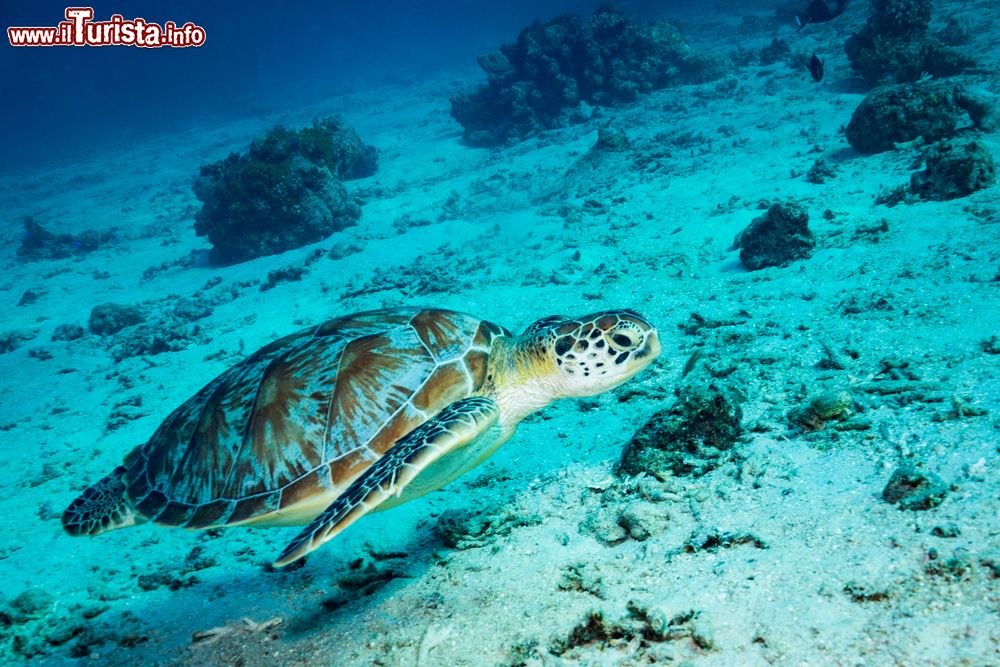 Immagine Uno splendido esemplare di tartaruga nuota nelle acque attorno a Gili Islands, Indonesia.