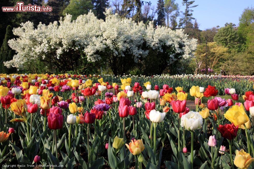 Immagine Villa Taranto, Verbania: La Festa del Tulipano a primavera in Lombardia - © Paolo Trovo / Shutterstock.com
