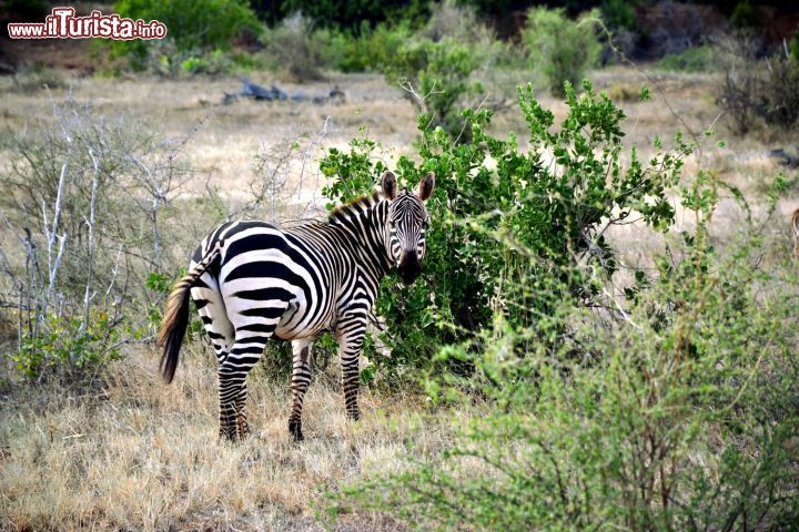 Immagine Una zebra ci guarda incuriosita durante il safari nella savana dello Tsavo East National Park, uno dei più visitati del Kenya.