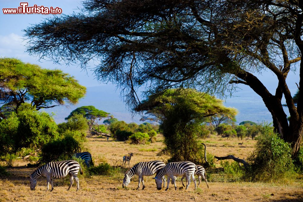 Immagine Zebre brucano l'erba nel parco nazionale Amboseli, Kenya. Questi simpatici erbivori sono solo alcuni degli animali selvatici che si possono vedere nel parco: giraffe, iene, gnu, ippopotami, gazzelle e tanti altri popolano i diversi habitat dell'Amboseli.