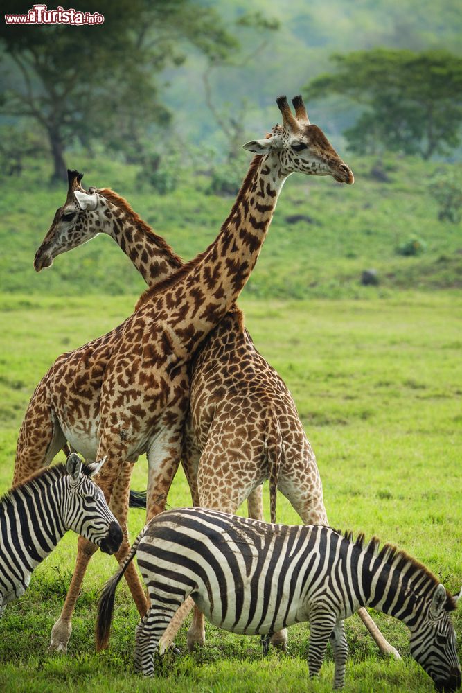 Immagine Zebre e giraffe nell'Arusha National Park in Tanzania