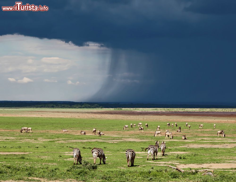 Immagine Zebre nel parco naturale del lago Manyara, Tanzania: sullo sfondo, un cielo nero e minaccioso.