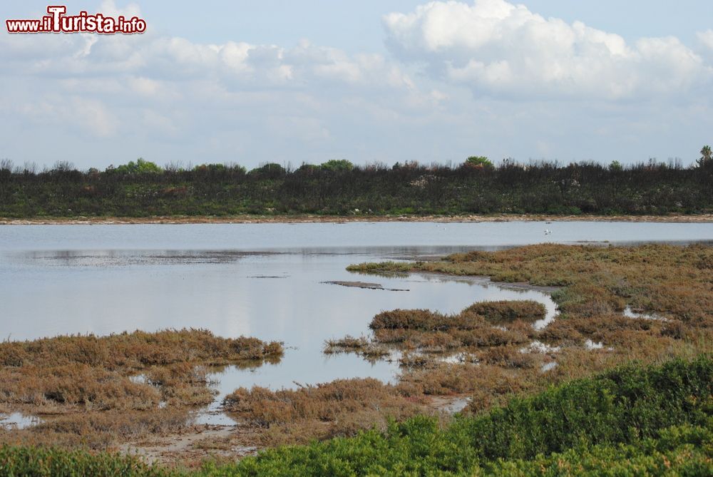 Immagine Zona paludosa vicino a Torre Colimena in Puglia