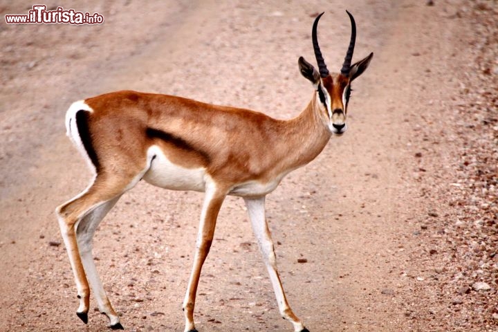 Immagine Un incontro con la fauna selbvatica del Serengeti Park - Tanzania