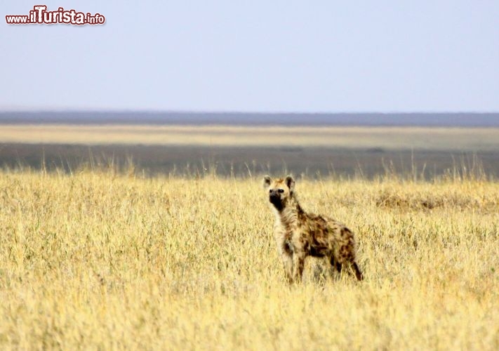 Immagine Una iena nella savana del PArco di Serengeti - Tanzania