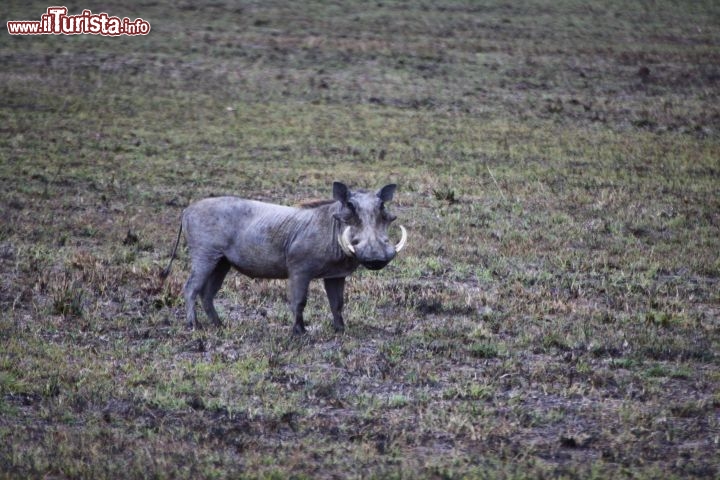 Immagine Facocero al Serengeti  Park - Tanzania