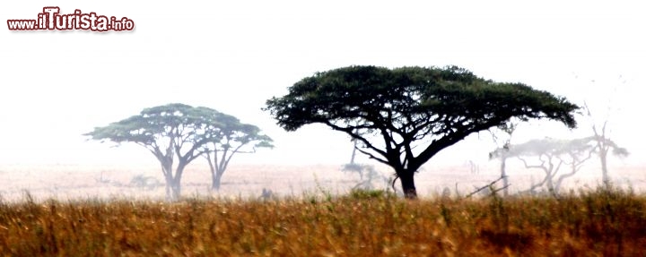 Immagine Acacie al Serengeti - Tanzania