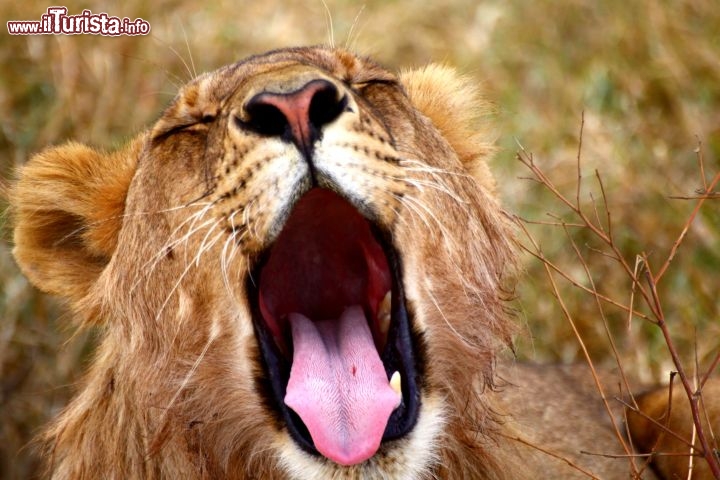 Immagine Un leone con sbadiglio al Serengeti Park - Tanzania