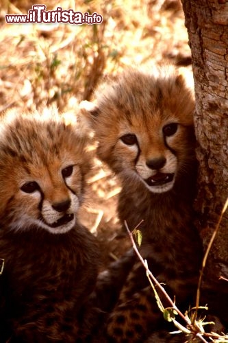 Immagine Cuccioli di ghepardo al Serengeti - Tanzania