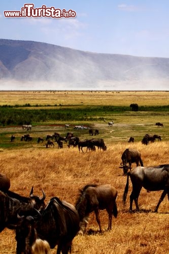 Immagine Gnu al pascolo al Ngogongoro Park - Tanzania