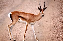 Un incontro con la fauna selbvatica del Serengeti Park - Tanzania