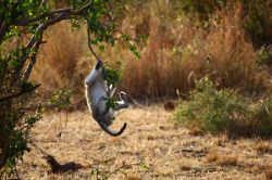 Parco Serengeti - Tanzania