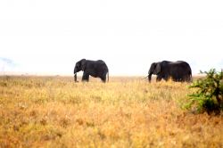 Elefanti al Serengeti - Tanzania