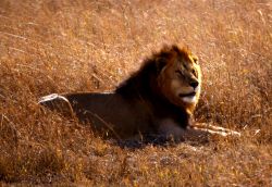 Un leone maschio al Serengeti - Tanzania