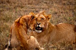 Coppia di giovani leoni al Serengeti - Tanzania