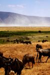 Gnu al pascolo al Ngogongoro Park - Tanzania