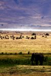 I paesaggi del Ngogongoro - Tanzania