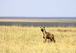 Una iena nella savana del PArco di Serengeti - Tanzania