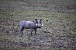 Facocero al Serengeti  Park - Tanzania