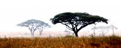 Acacie al Serengeti - Tanzania