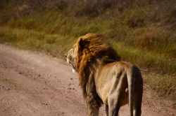 Leone su una pista del parco Serengeti - Tanzania