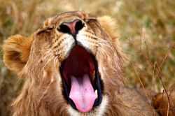 Un leone con sbadiglio al Serengeti Park - Tanzania