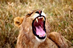 Il "sorriso" di un giovane leone maschio al Parco Serengeti - Tanzania
