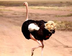 L'incontro con uno strizzo al Serengeti Park - Tanzania