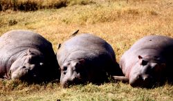 Ippopotami in relax al parco Ngogongoro - Tanzania