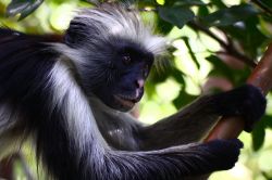 Una scimmia a Zanzibar