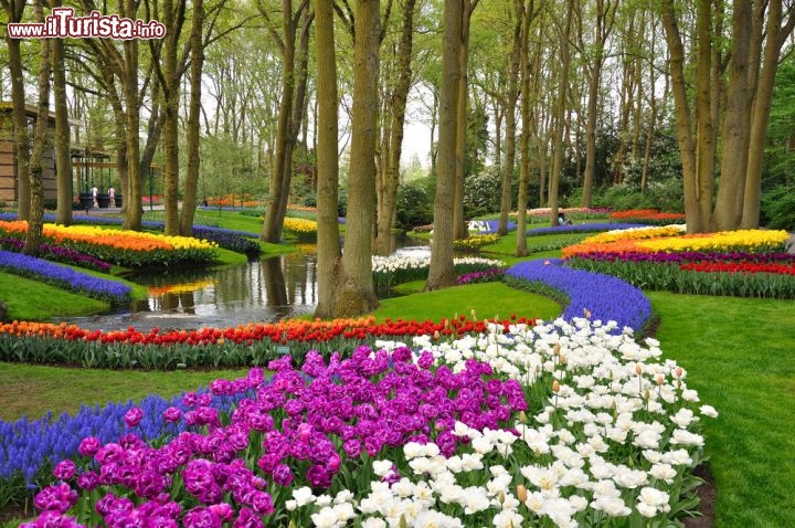 Immagine Uno spettacolo di Alberi e prati in fiore al Parco Keukenhof a Lisse, in Olanda Meridionale - © Dmitry Eagle Orlov / Shutterstock.com