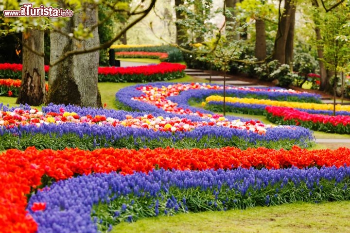 Immagine Passeggiando dentro al Keukenhof, il magico parco fiorito dell'Olanda Meridionale, vicino alla città di Lisse - © Shebeko / Shutterstock.com