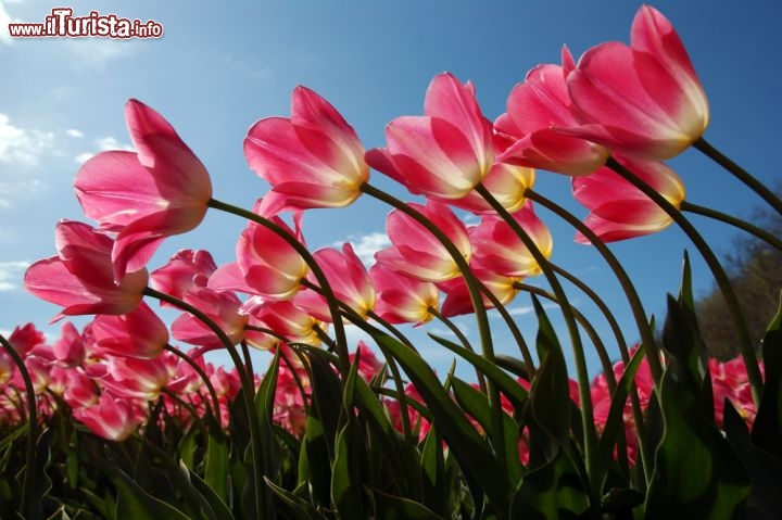 Immagine Dettaglio di alcuni tulipani al Keukenhof. Questi famosi giardini dell'Olanda, tra aprile e maggio diventano uno spettacolo di colori e profumi - © Martijn van Harteveld / Shutterstock.com