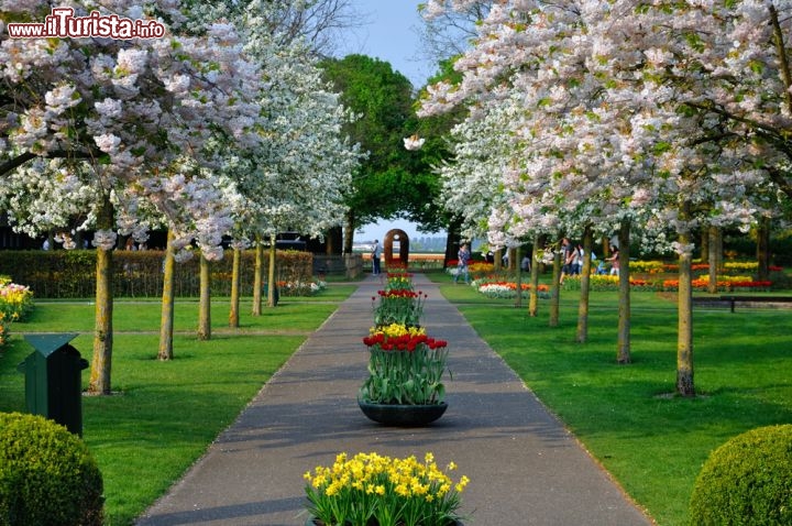 Immagine Fioritura a Lisse (Olanda): ci troviamo all'interno del Parco Keukenhof - © Dmitry Eagle Orlov / Shutterstock.com