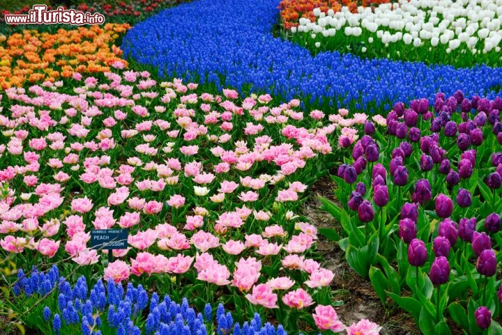 Immagine Geometrie e colori della fioritura primaverile al parco Keukenhof in Olanda - © Eric Gevaert / Shutterstock.com