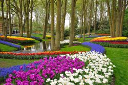 Uno spettacolo di Alberi e prati in fiore al Parco Keukenhof a Lisse, in Olanda Meridionale - © Dmitry Eagle Orlov / Shutterstock.com