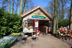 Vendita di bulbi di tulipano ed altri fiori. Siamo a Keukenhof, città di Lisse, il parco più famoso dell' Olanda in primavera - © Beijersbergen / Shutterstock.com