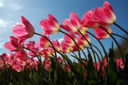 Dettaglio di alcuni tulipani al Keukenhof. Questi famosi giardini dell'Olanda, tra aprile e maggio diventano uno spettacolo di colori e profumi - © Martijn van Harteveld / Shutterstock.com ...