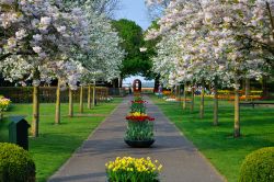 Fioritura a Lisse (Olanda): ci troviamo all'interno del Parco Keukenhof - © Dmitry Eagle Orlov / Shutterstock.com