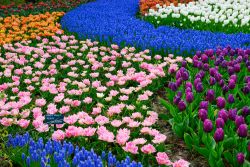 Geometrie e colori della fioritura primaverile al parco Keukenhof in Olanda - © Eric Gevaert / Shutterstock.com