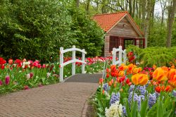 Tuilpani in fiore a Lisse (Olanda). Qui si trova il Parco di Keukenhof i giardini più amati dei Paesi Bassi durante la primavera. Si trova nella regione del Zuid Holland - © Neirfy ...