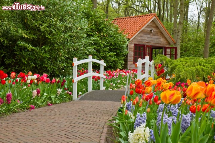Immagine Tuilpani in fiore a Lisse (Olanda). Qui si trova il Parco di Keukenhof i giardini più amati dei Paesi Bassi durante la primavera. Si trova nella regione del Zuid Holland - © Neirfy / Shutterstock.com