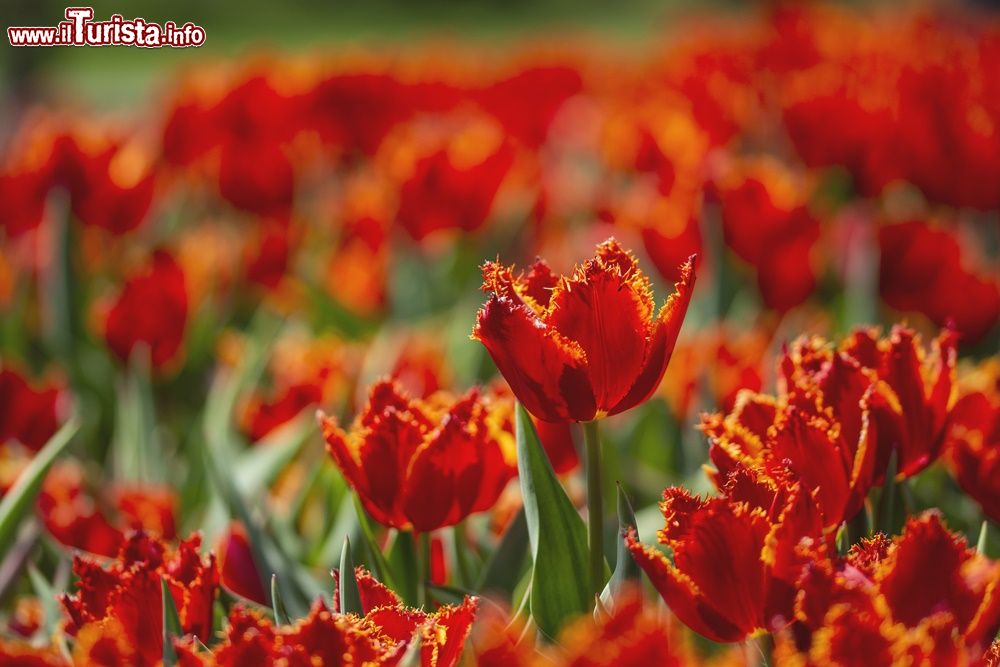 Immagine Fioritura al Parco del giardino Sigurtà durante la primavera 2023